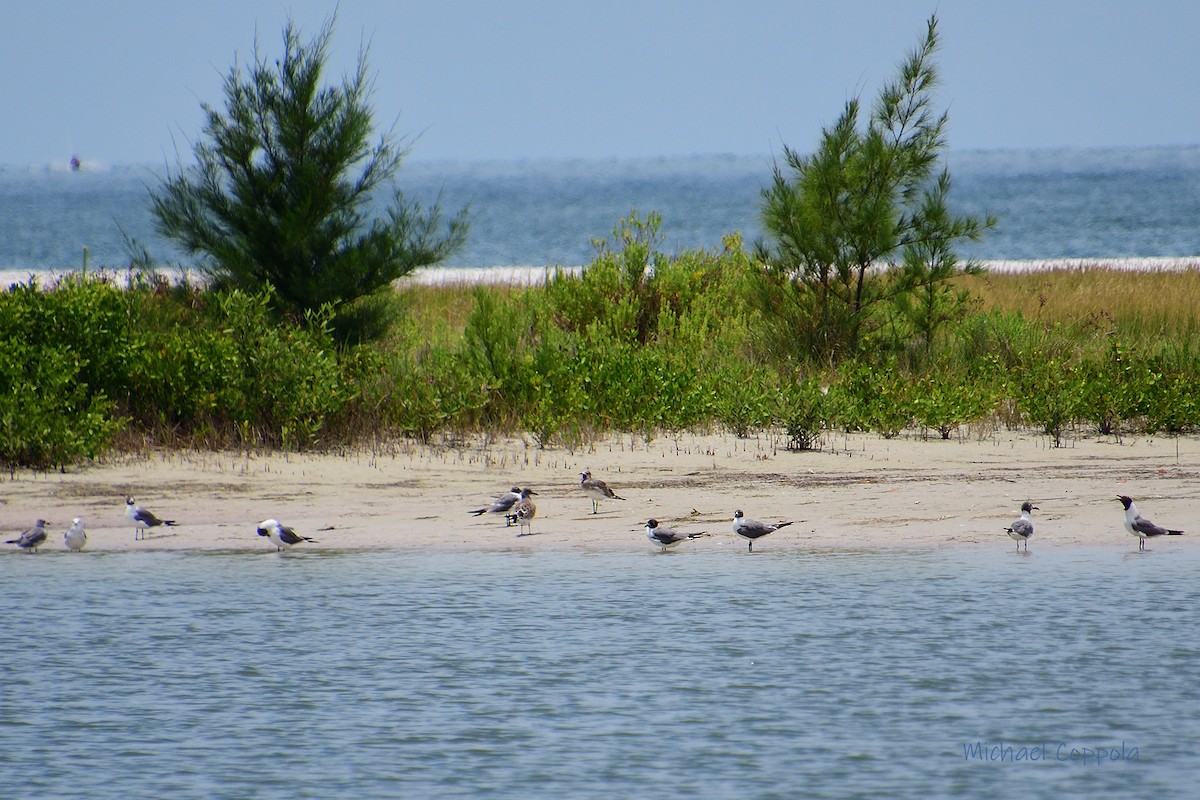 Laughing Gull - Michael Coppola