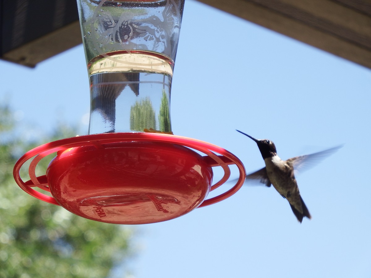 Black-chinned Hummingbird - ML622933363