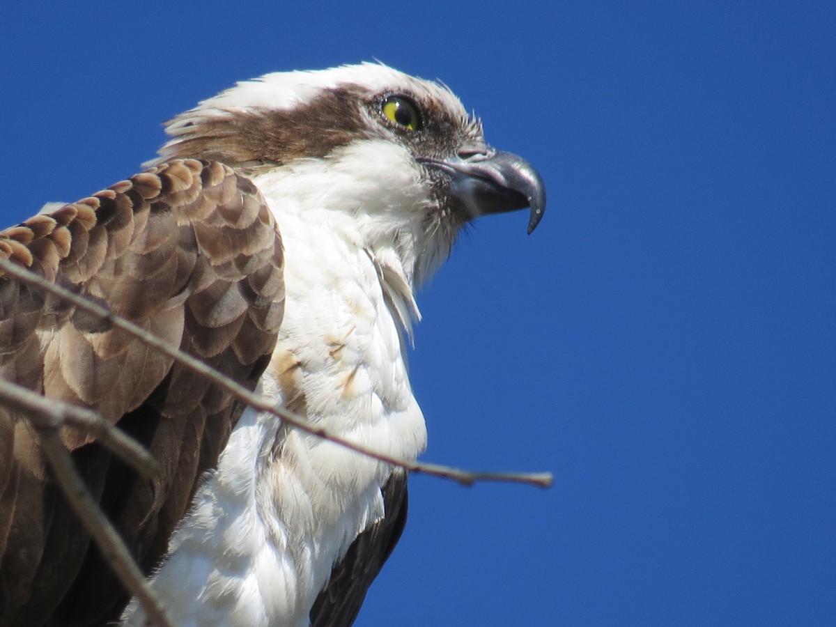 Osprey - ML622933397