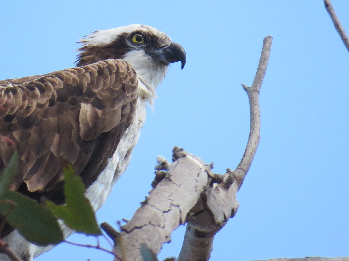 Osprey - ML622933405