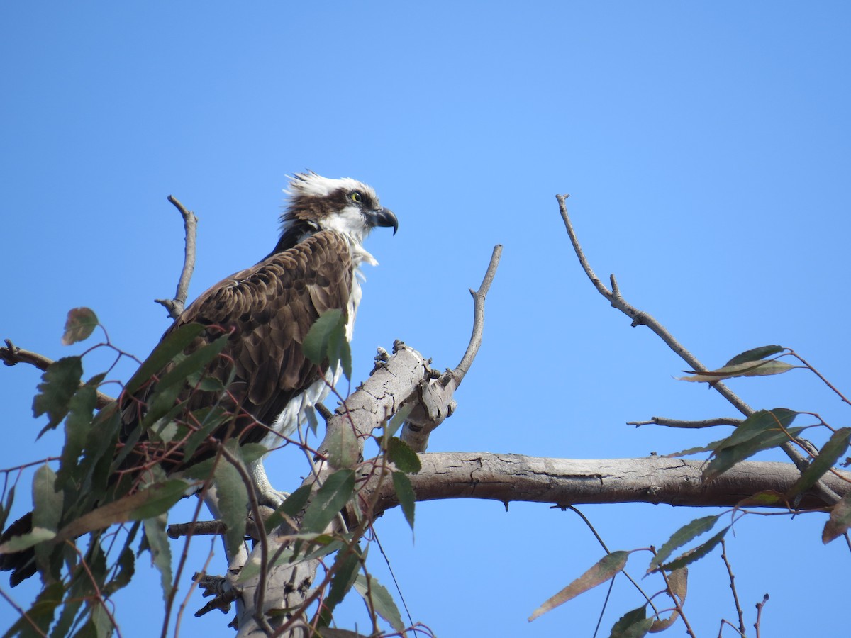 ミサゴ - ML622933410