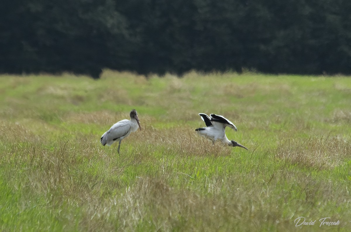 Wood Stork - ML622933436