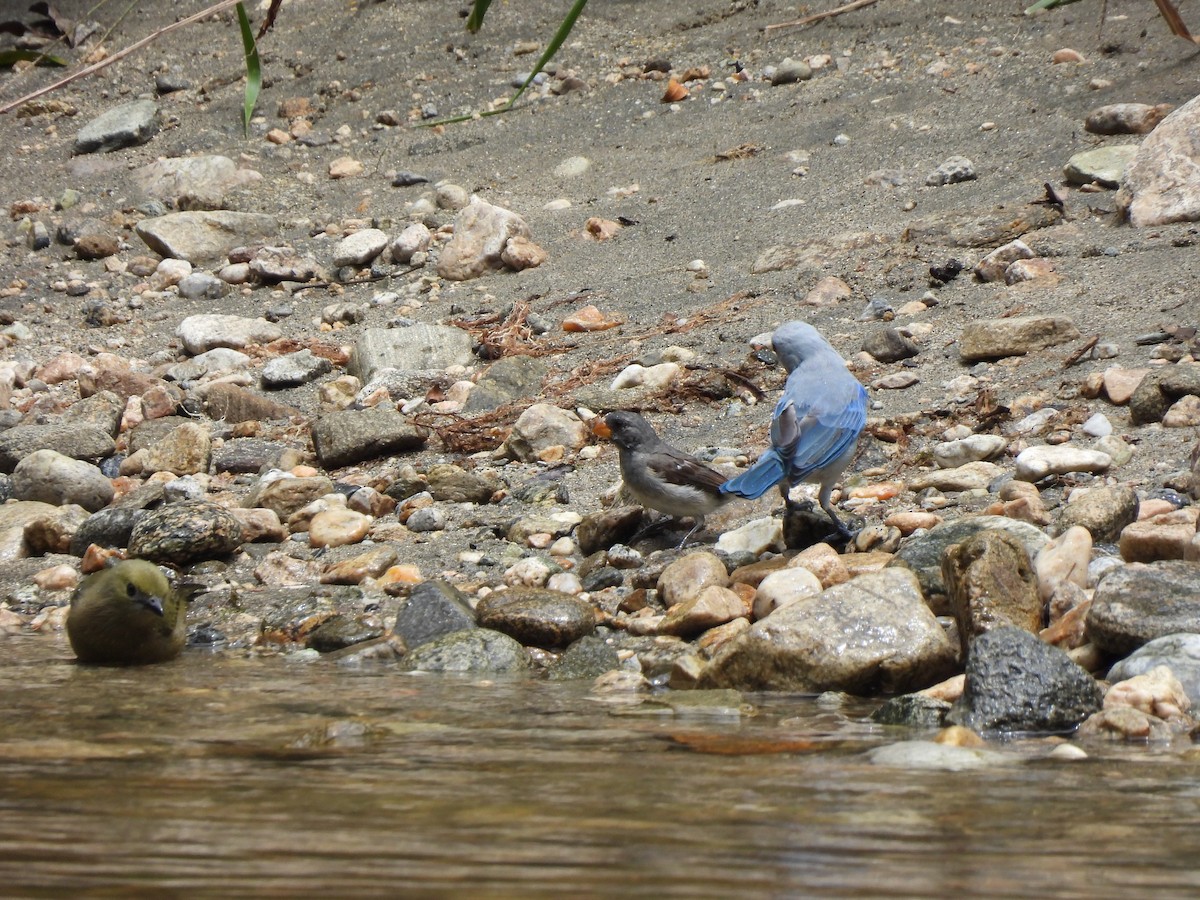 Gray Seedeater - ML622933551