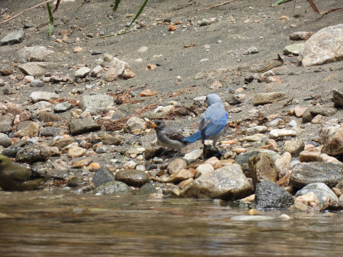 Gray Seedeater - ML622933552