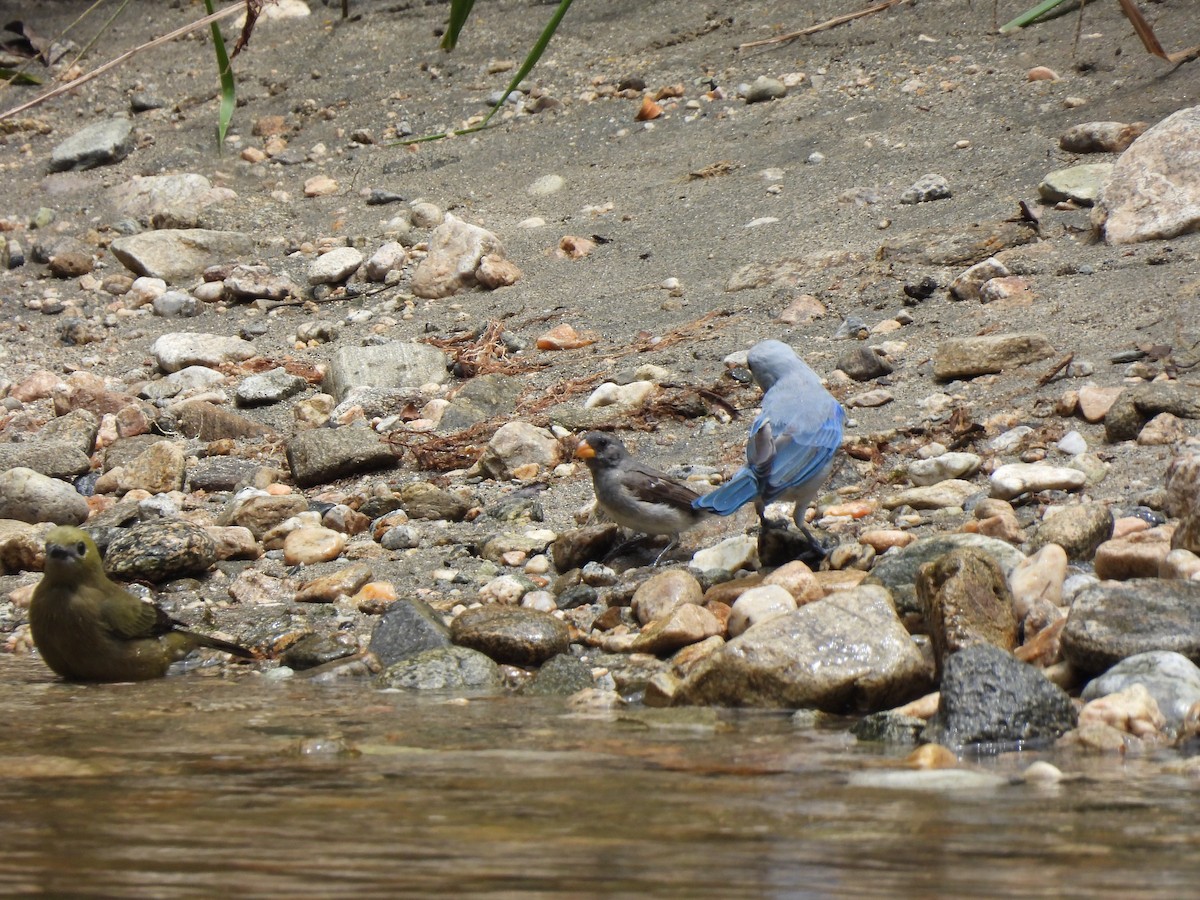 Gray Seedeater - ML622933554