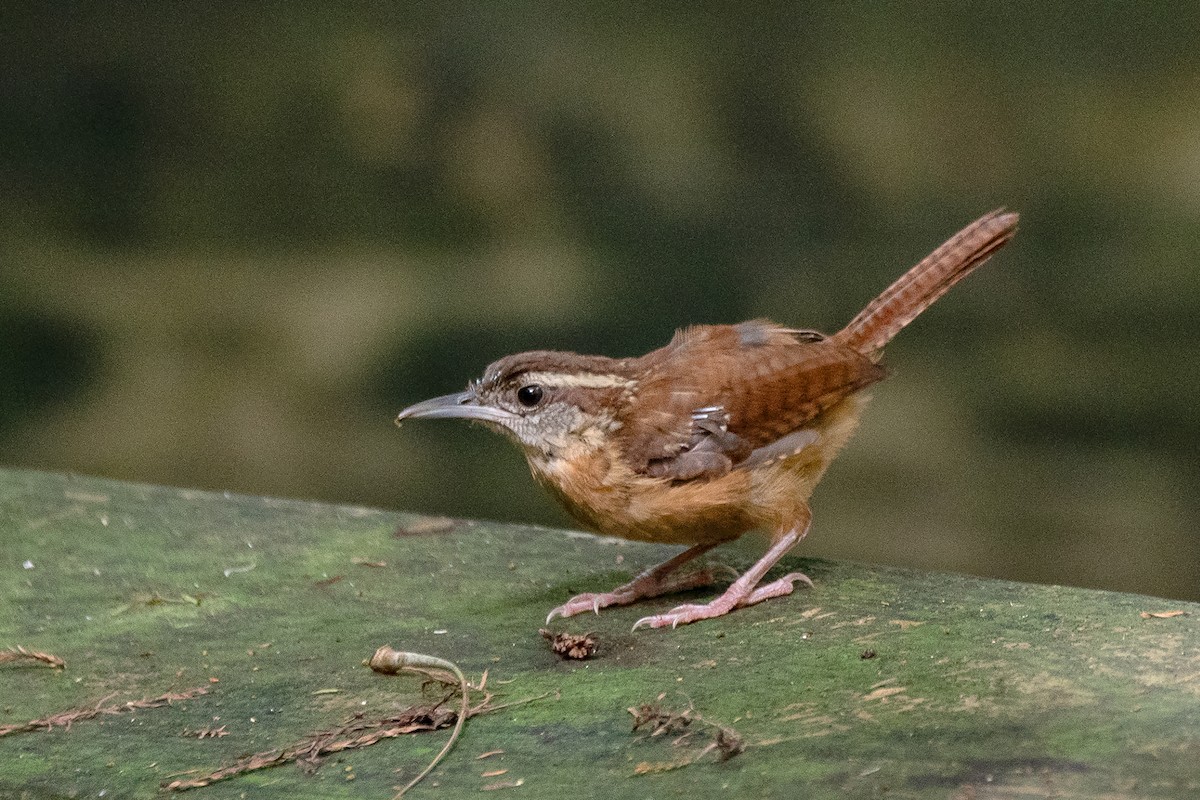 Carolina Wren - ML622933568