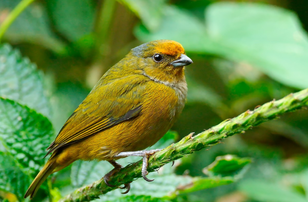 Orange-bellied Euphonia - ML622933598