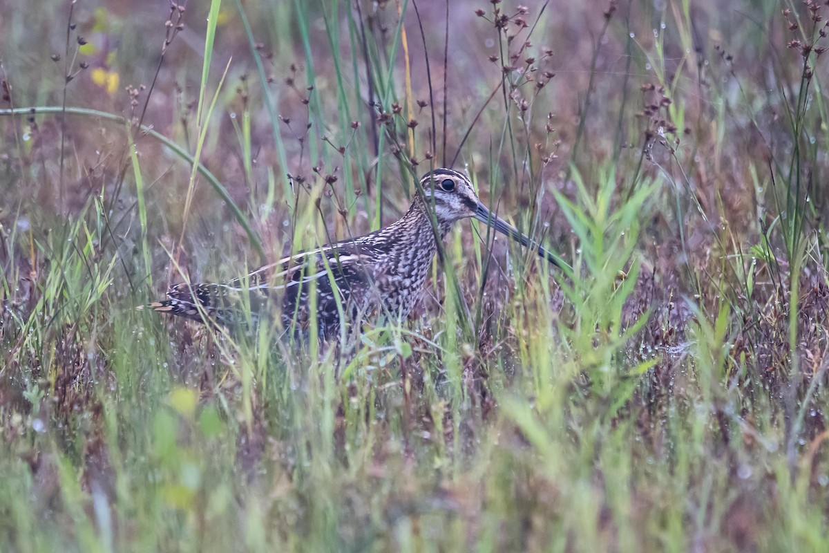 Wilson's Snipe - ML622933599