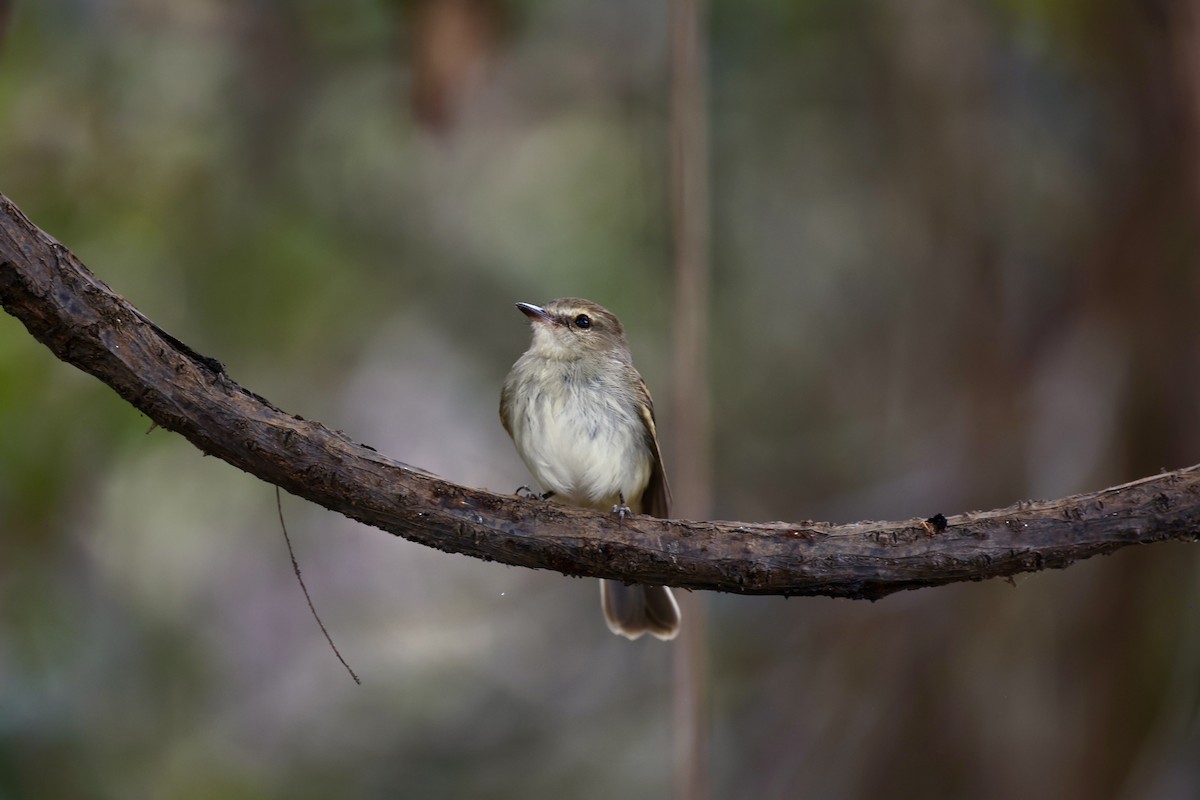 Fuscous Flycatcher - ML622933685