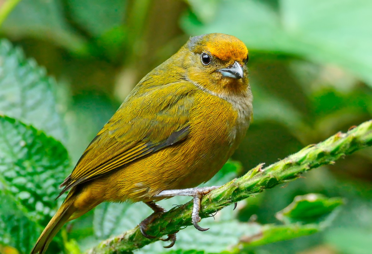 Orange-bellied Euphonia - ML622933709