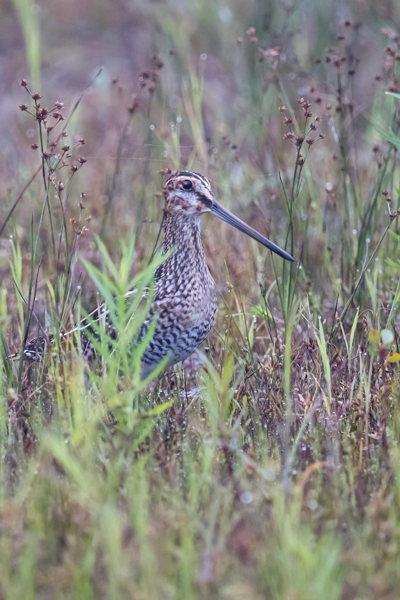 Wilson's Snipe - ML622933750