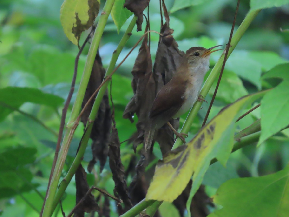 House Wren (St. Lucia) - ML622933765