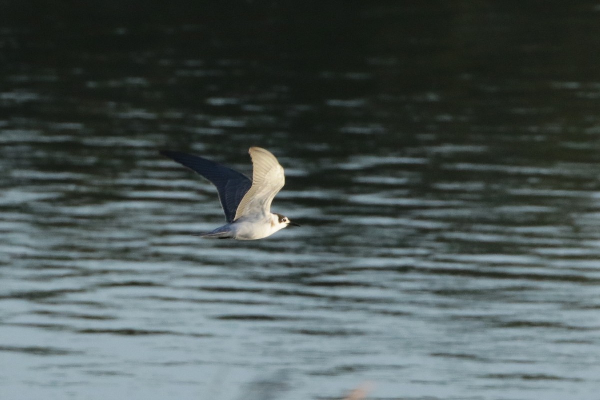 Black Tern - Olivier Laporte