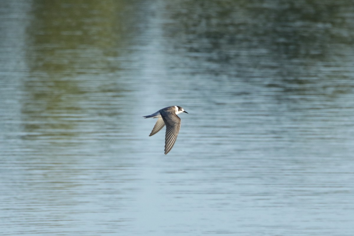 Black Tern - Olivier Laporte