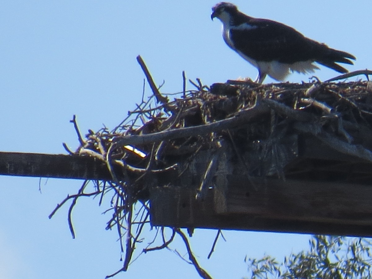 Osprey - Robin Rivet