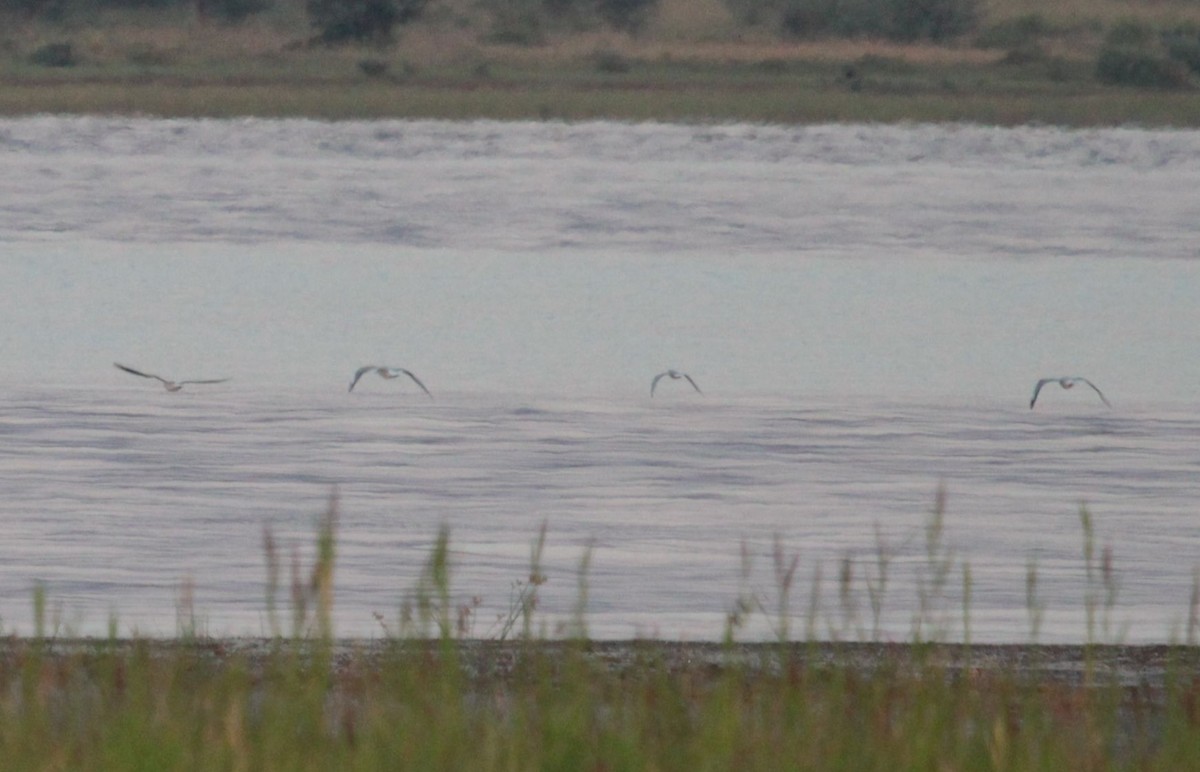 Little Gull - ML622933806