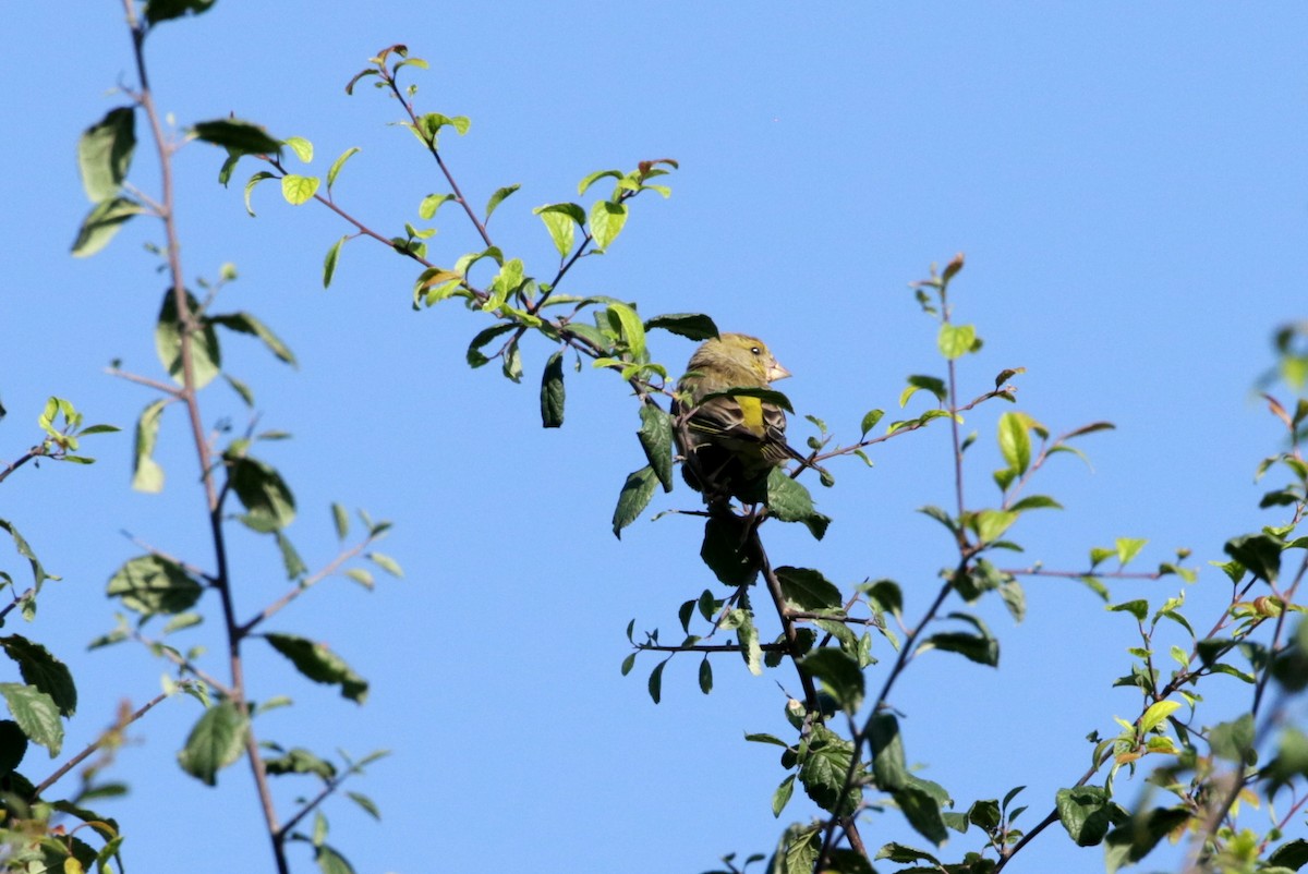 European Greenfinch - Olivier Laporte