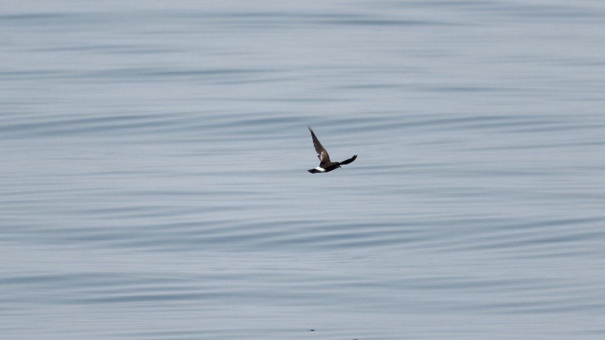 Wilson's Storm-Petrel - ML622933844