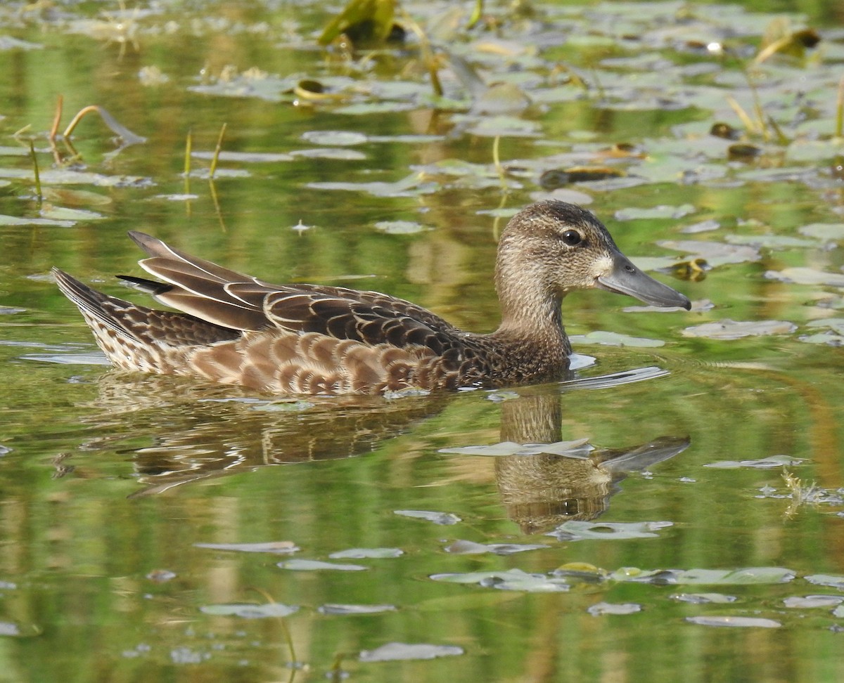 Blue-winged Teal - ML622933848