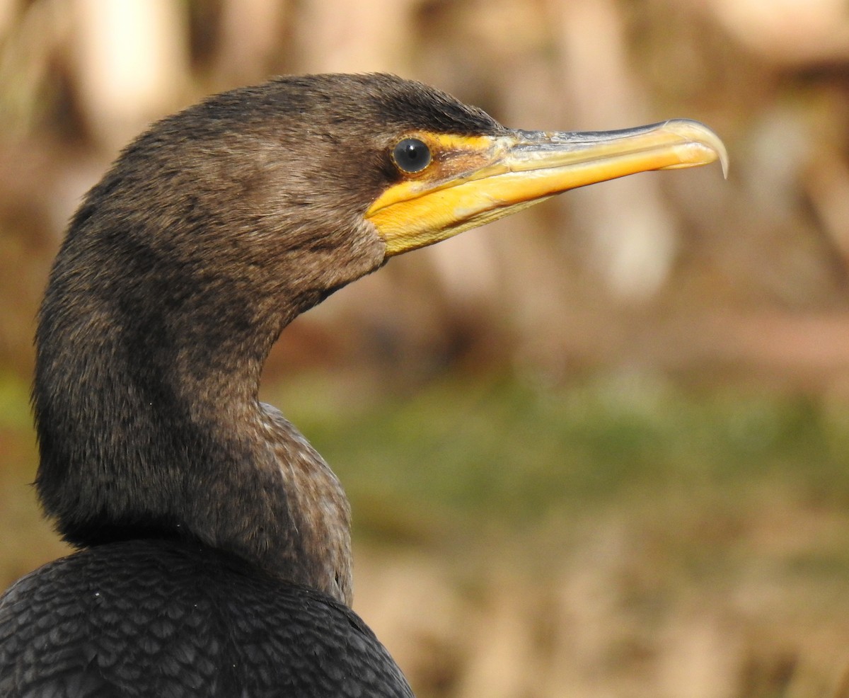 Double-crested Cormorant - ML622933853