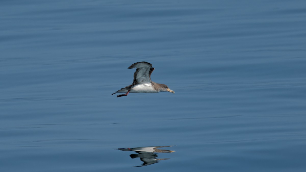 buřňák šedý (ssp. borealis) - ML622933889