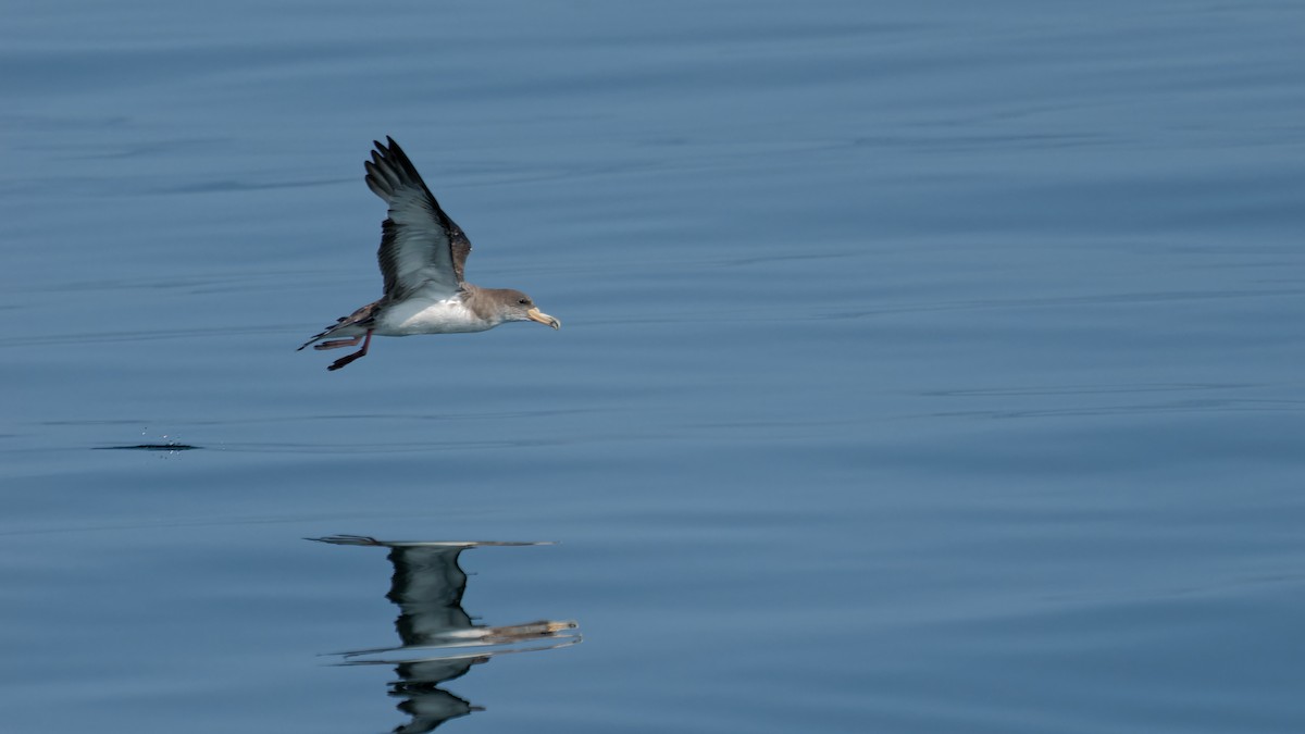 Cory's Shearwater (borealis) - ML622933890