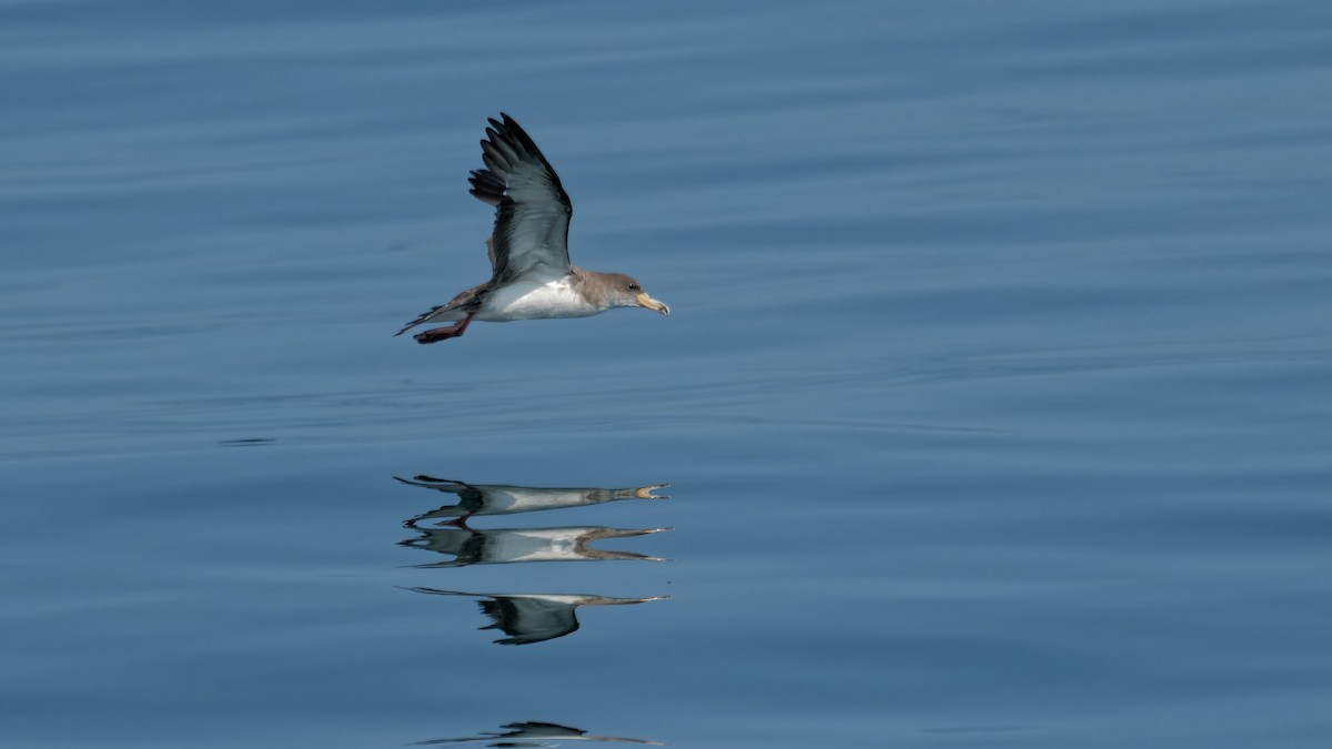 Cory's Shearwater (borealis) - ML622933891