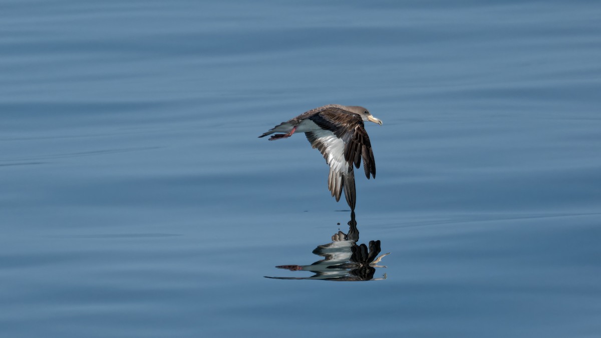 Cory's Shearwater (borealis) - ML622933893