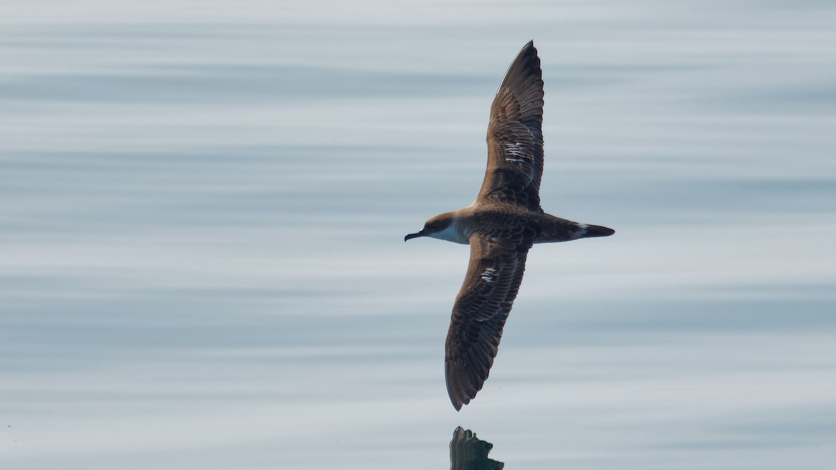 Great Shearwater - ML622933916