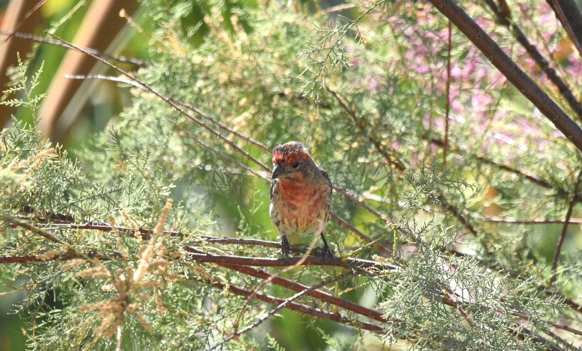 House Finch - ML622933933