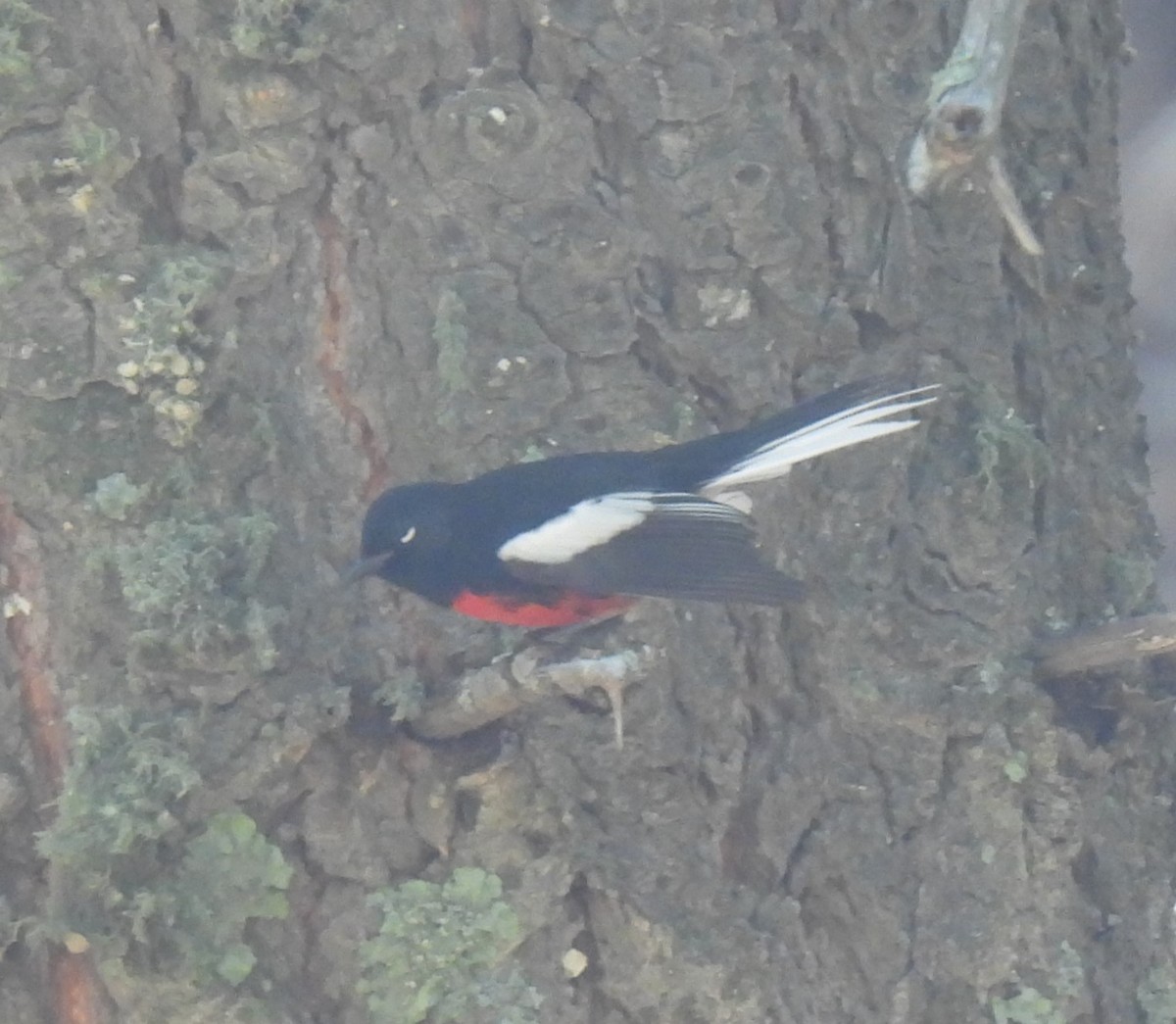 Painted Redstart - ML622933935