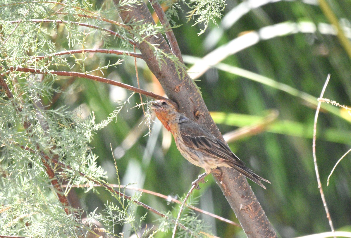 House Finch - ML622933944