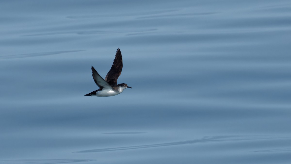 Manx Shearwater - ML622933959