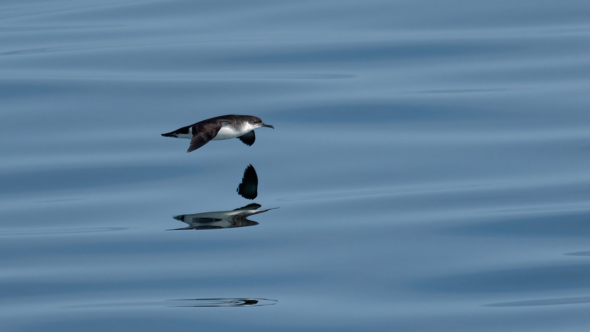 Manx Shearwater - ML622933960