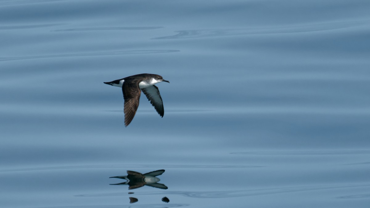 Manx Shearwater - Derek Stoll