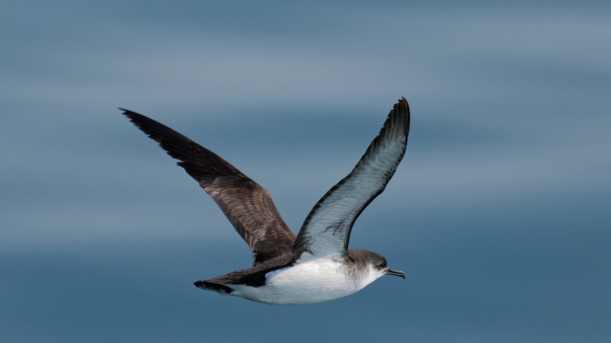 Manx Shearwater - ML622933962