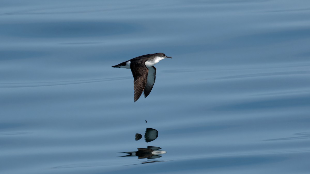 Manx Shearwater - ML622933963