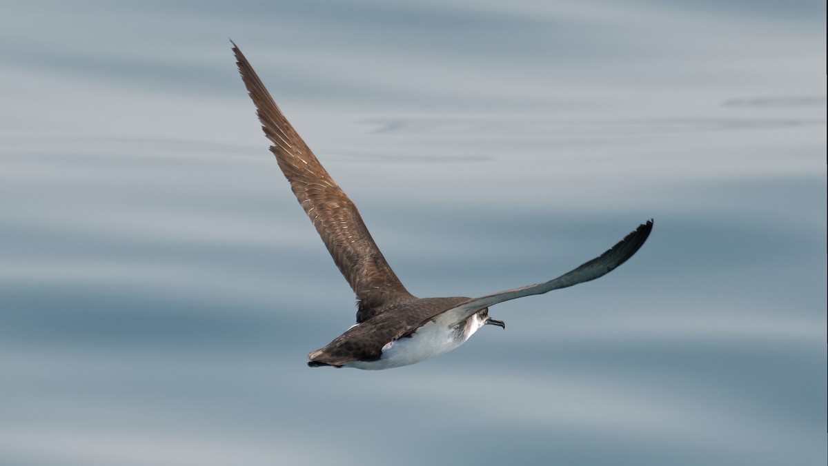 Manx Shearwater - ML622933964