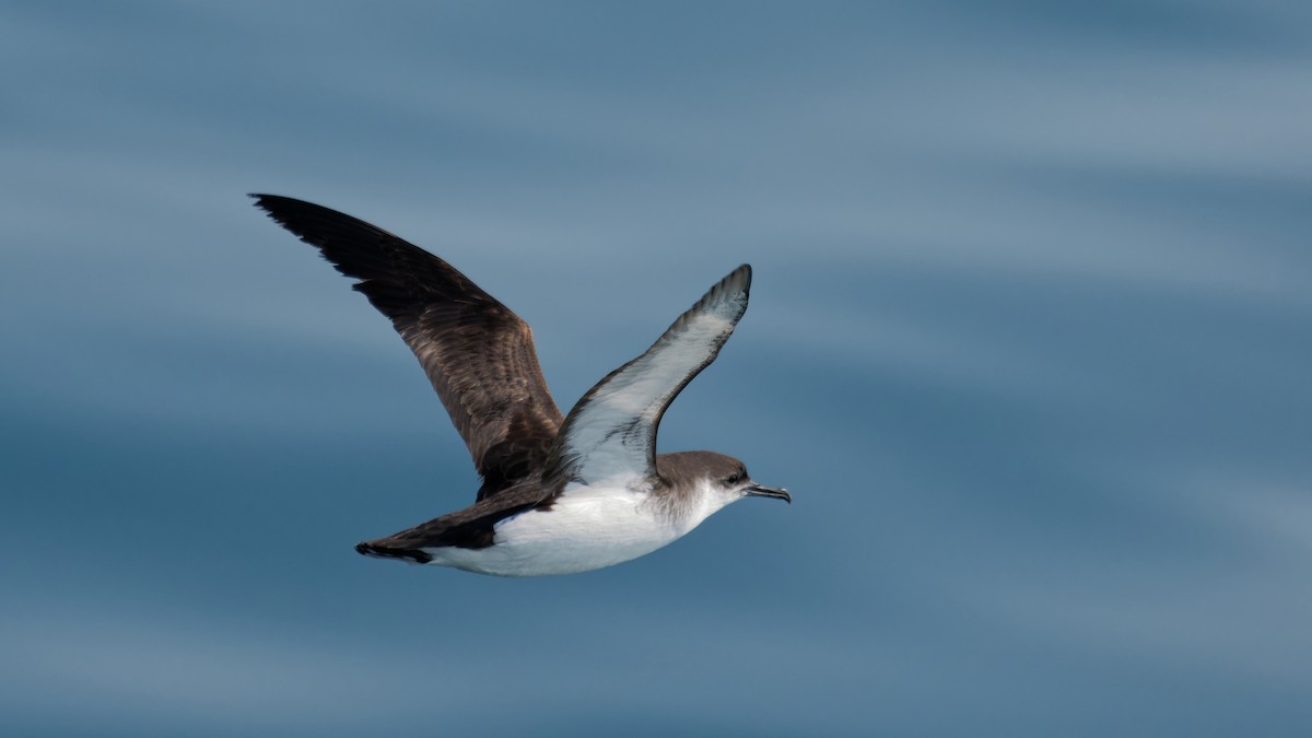 Manx Shearwater - ML622933965