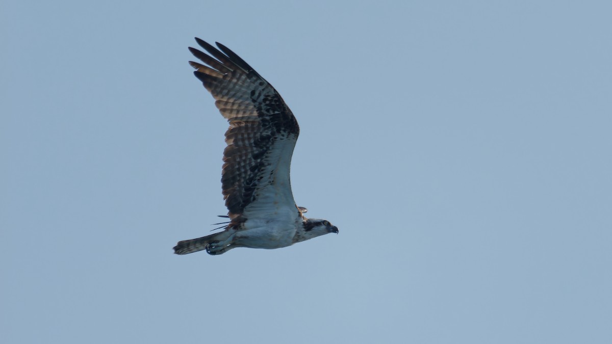 Osprey - Derek Stoll