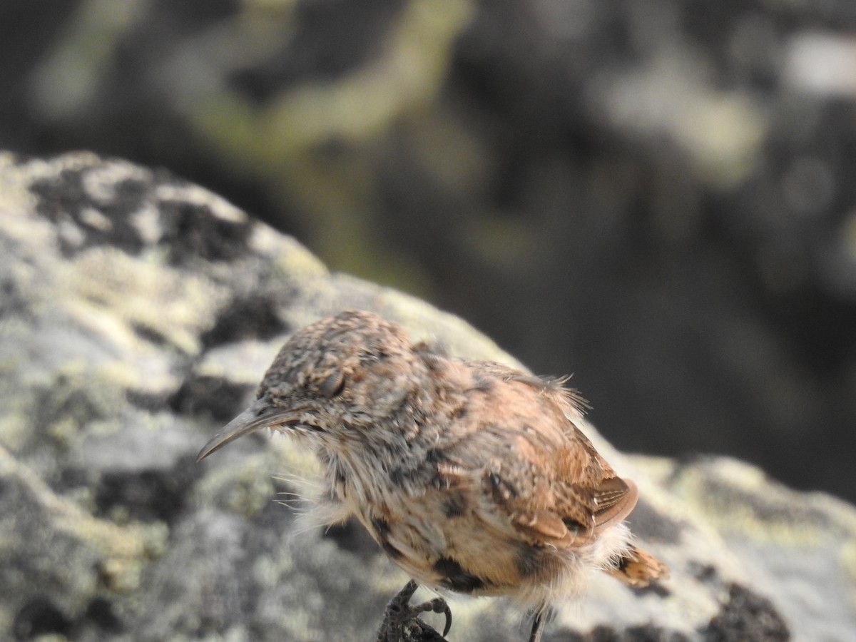 Rock Wren - ML622934006