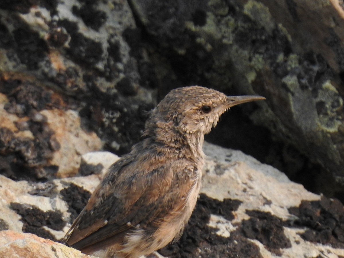 Rock Wren - ML622934007