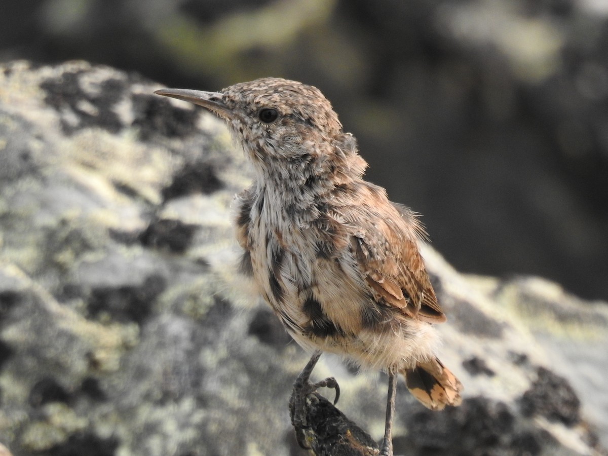 Rock Wren - ML622934008