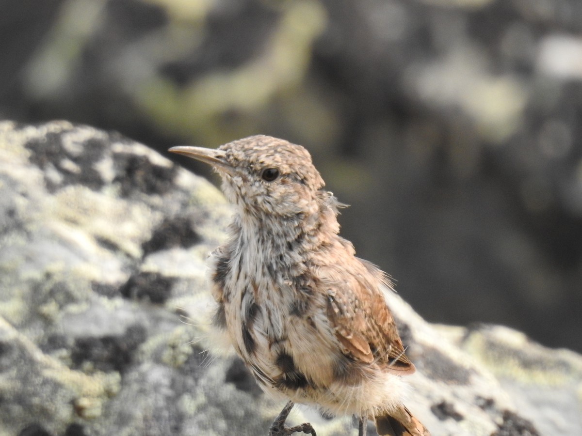 Rock Wren - ML622934009