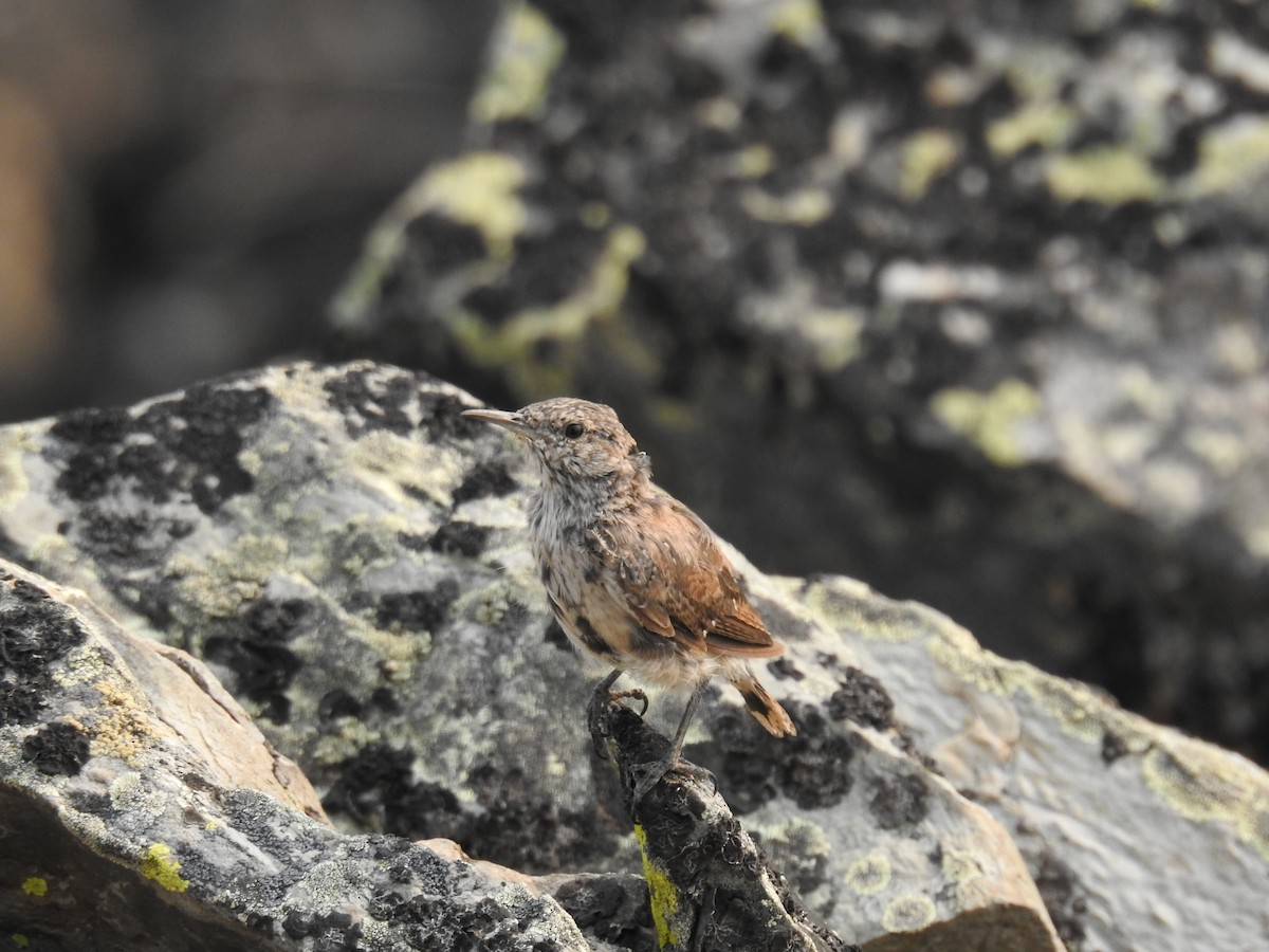 Rock Wren - ML622934010