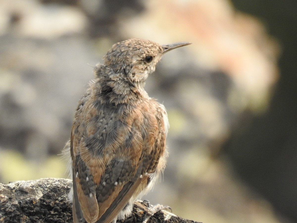 Rock Wren - ML622934011