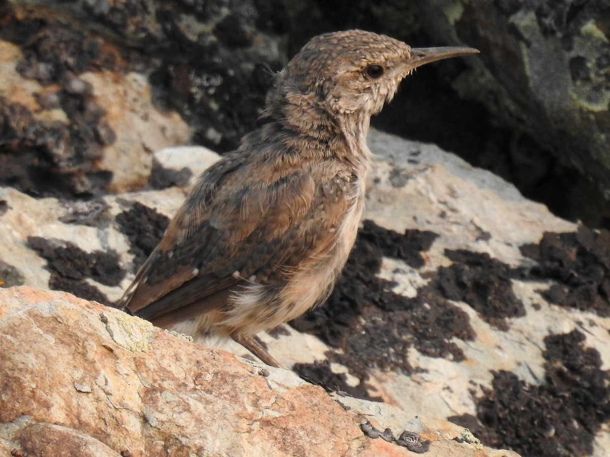 Rock Wren - Janet Stevens