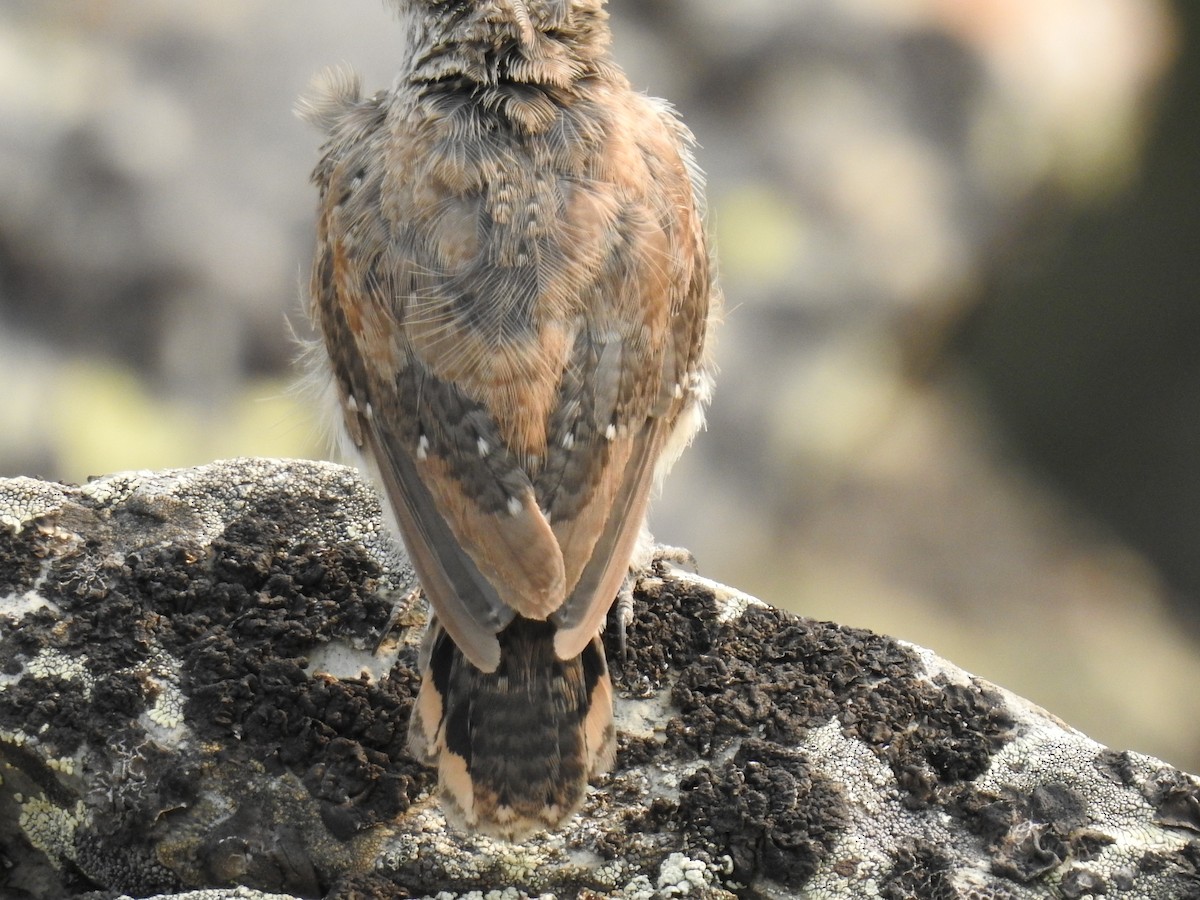 Rock Wren - ML622934013