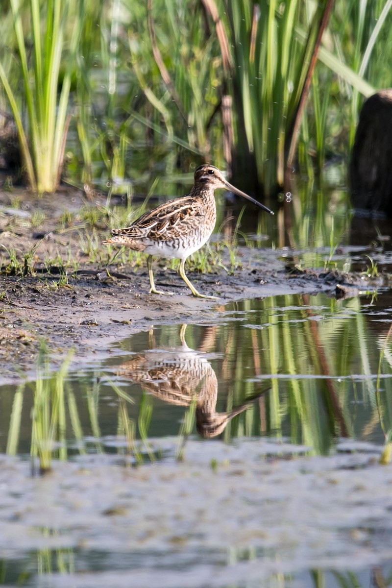 Wilson's Snipe - ML622934036