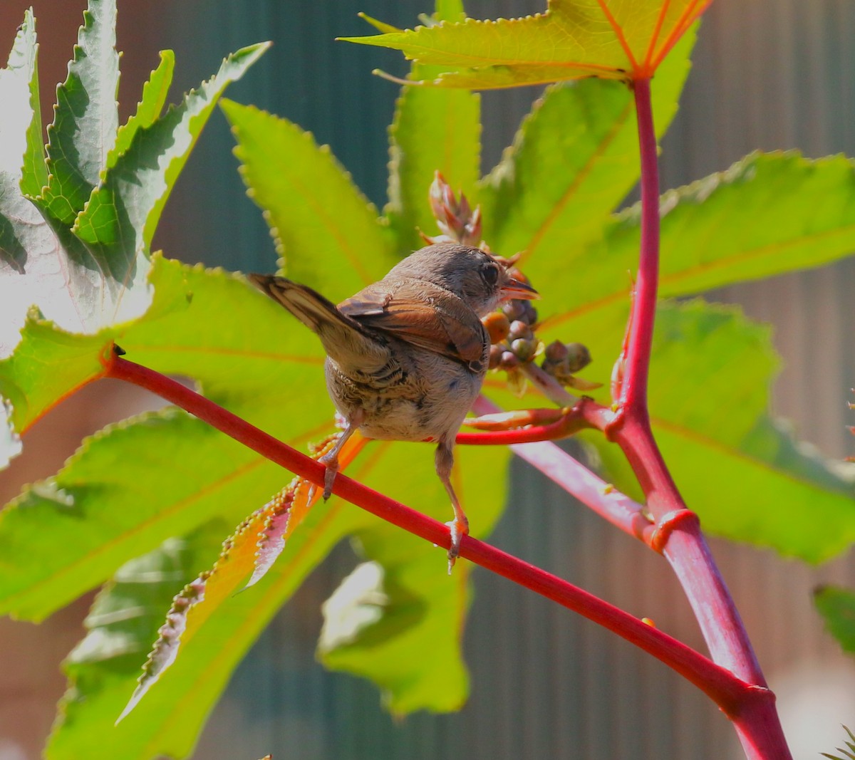 Spectacled Warbler - ML622934046